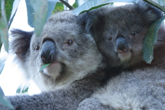 Koala and wildlife in Victoria Australia